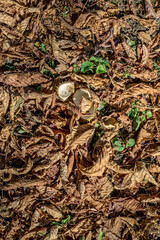 Chestnut leaves and shells in the grass, top view.