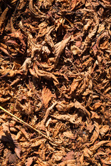 Chestnut leaves and shells in the grass, top view.