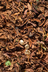 Chestnut leaves and shells in the grass, top view.