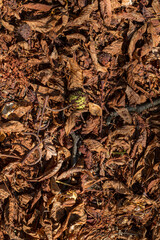 Chestnut leaves and shells in the grass, top view.