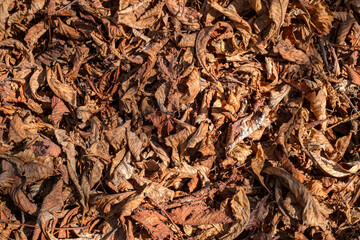 Chestnut leaves and shells in the grass, top view.