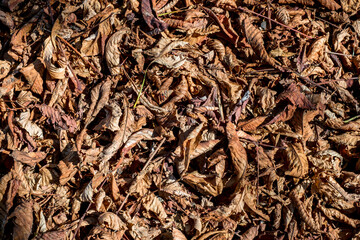 Chestnut leaves and shells in the grass, top view.