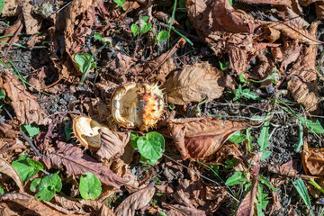 Chestnut leaves and shells in the grass, top view.