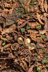 Chestnut leaves and shells in the grass, top view.
