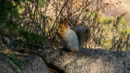 Fluffy forest hostess squirrel on a tree