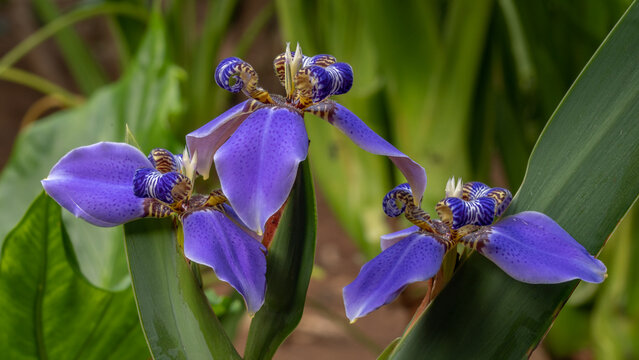 Closeup view of colorful bright blue neomarica caerulea flowers aka walking iris or apostle's iris, blooming outdoors with natural garden background