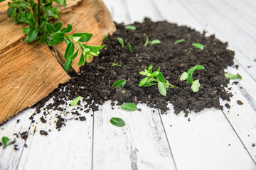 soil and small sprout isolated over white wooden background, gardeing or farming concept, eco, new life or season
