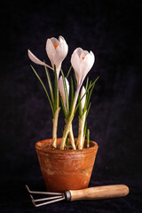 Crocus flowers in a pot on a black background