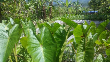 Taro trees grow in a row by the pond
