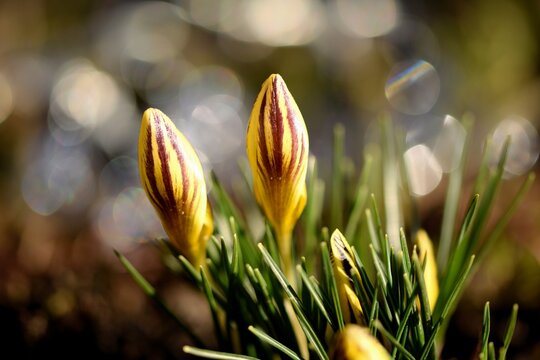 Crocus chrysanthus 'gipsy girl', snow crocus variety gipsy girl, flower buds in early spring garden, flower crocus closeup with bokeh lights.