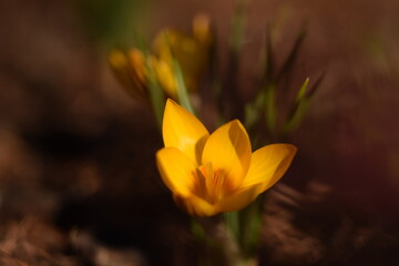 Blooming yellow crocus chrysanthus, snow crocus  flowers in early spring garden, flower crocus closeup.