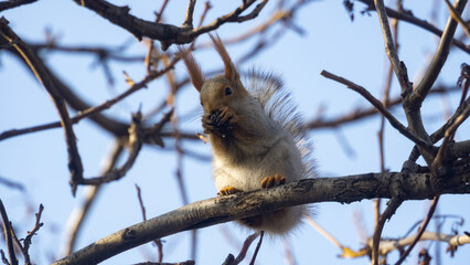 Fluffy forest hostess squirrel on a tree