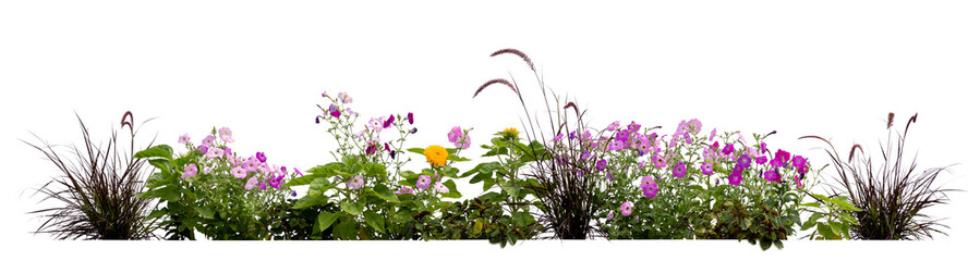 Flowerbed with different blooming plants and flowers isolated on white background - obrazy, fototapety, plakaty