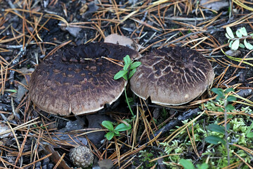 Scaly tooth fungus, wild mushroom from Finland