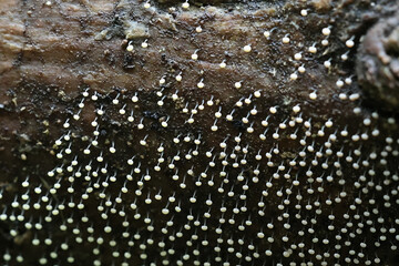 Slime mold growing on bark