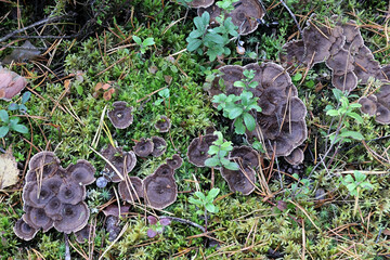 Woolly Tooth, wild fungus from Finland