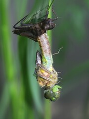 Dragonfly metamorphosis, Downy Emerald hatching
