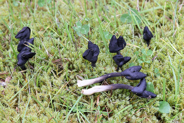 Saddle fungus, also called elfin saddles, wild fungi from Finland