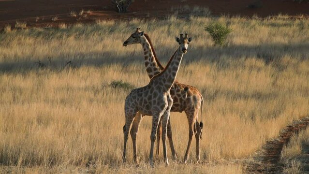 two giraffes facing each other in Kalahari grassland. Medium shot showing all body parts. Their necks cross and thus form a symmetrical image