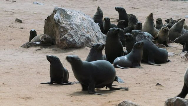 Group of about 20 cape fur seals basking in the sun on sandy beach with one single rock, medium shot during daylight