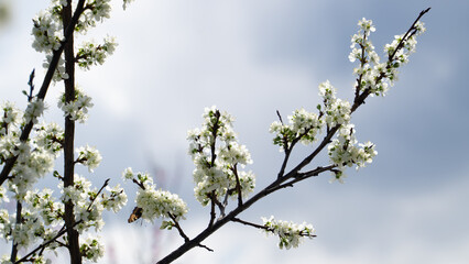 Blooming peach branch in the garden