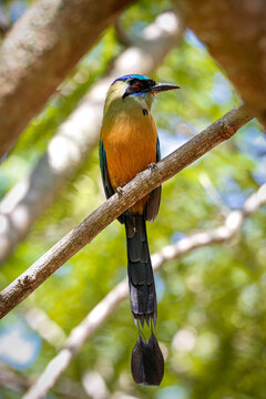Close up of a Whooping motmot perched on a tree branch, blurred natural background, showing orange breast, Colombia