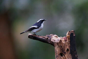 Nature wildlife bird species of Little Pied Flycatcher on perched on a tree branch found with nature wildlife 