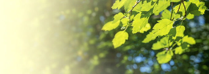 Green leaves on sunny spring day on blur gradient foliage backdrop. Banner. Copy space. Soft focus.