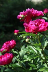 beautiful pink peonias in the cottage garden