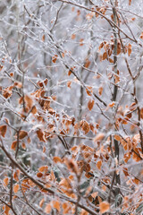Germany, Winter, Travel, Background, Forest, Nature, Climate change, global warming, sauerland