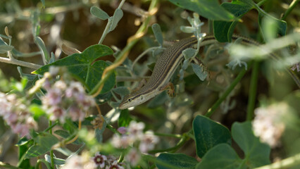 A small lizard in the bushes