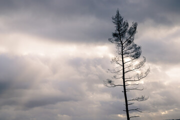 Forest, Sky, Sunshine, Travel, Moodypicture, Tree, Sunshine