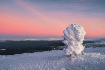 Amazing cold pink dawn over a snowy winter hill. View of the snow-covered tundra and hills. Arctic harsh nature. Mystical fairy tale of the winter frost forest.