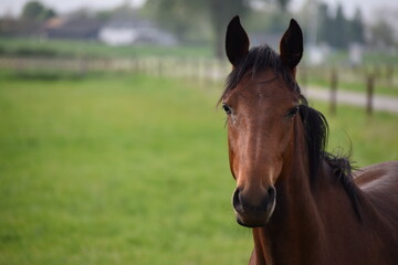 Fototapeta premium portrait of a horse