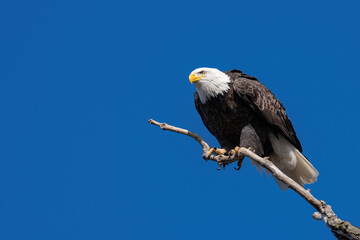 American Bald Eagle Perched on Tree Limb