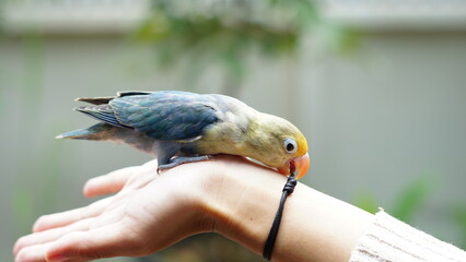 A hand tame blue Lovebird. Rosy-Faced or Peach-Faced Lovebird (Agapornis roseicollis).