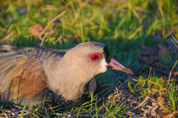 Tero ave p&aacute;jaro 
