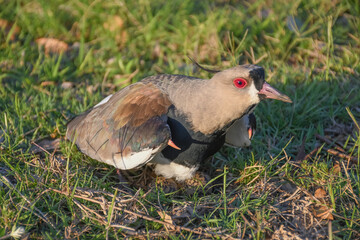 Nido de tero, ave nido 