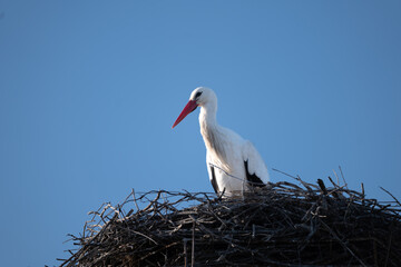 white stork in nest