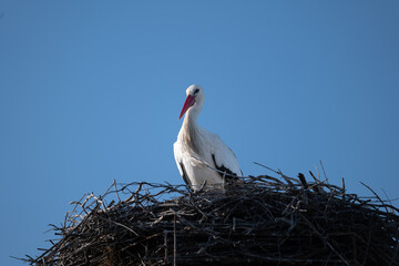 white stork in nest