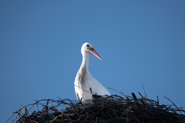 stork in the nest