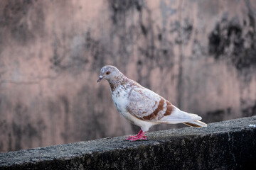 domestic colorful pigeons perched on the wall