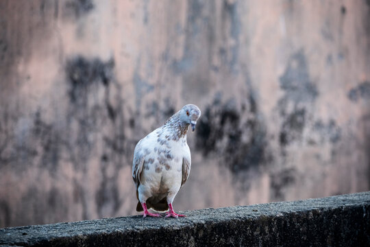 domestic colorful pigeons perched on the wall