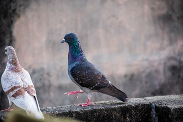 domestic colorful pigeons perched on the wall