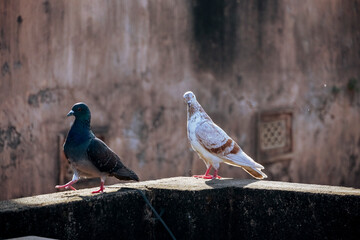 domestic colorful pigeons perched on the wall