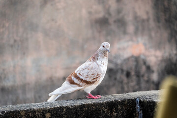 domestic colorful pigeons perched on the wall