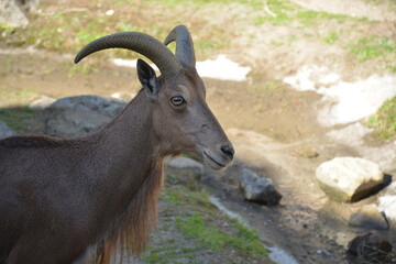 mountain goat on the rock