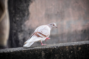 domestic colorful pigeons perched on the wall