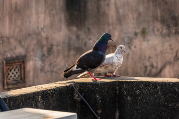 domestic colorful pigeons perched on the wall