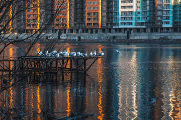 Lake gulls or common gulls (Latin Chroicocephalus ridibundus) on the background of an urban reservoir with high-rise buildings reflected in the water on a sunny morning.